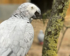 В зоопарке Англии попугаев отправили на перевоспитание из-за нецензурной брани