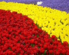 В мариупольском парке расцветет «ковер» из десятков тысяч цветов