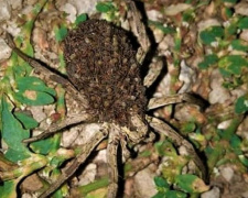 В центре Мариуполя большой паук с потомством на спине обратил на себя внимание автомобилиста