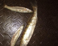 В Мариуполе браконьеры за день наловили рыбы на 40 тысяч гривен (ФОТО)