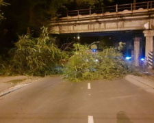 В Мариуполе аварийное дерево блокировало проезд