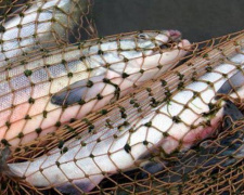 За выходные мариупольские браконьеры наловили рыбы на сумму свыше 85 тысяч гривен (ФОТО)