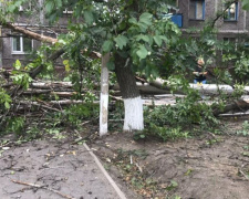 В Мариуполе возле жилого дома упало дерево: разбит автомобиль (ФОТОФАКТ)