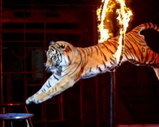 Запрет выступления цирковых животных в Мариуполе вызвал спор среди депутатов (ФОТО)