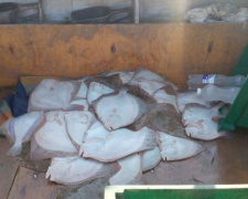 Браконьеры в Азовском море выловили камбалы на 30 тысяч гривен (ФОТО)