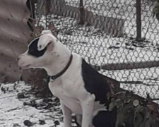 В Мариуполе собака бойцовской породы свободно разгуливала по улице (ФОТО)
