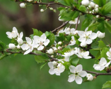 Мариуполь погрузился в аромат цветущих деревьев и соловьиные трели (ФОТОРЕПОРТАЖ)