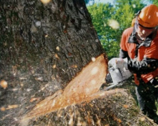 Мариупольские «лесорубы» спилили более 20 деревьев