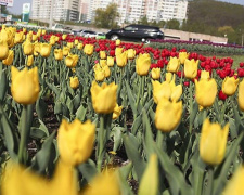 Мариуполь украсят тюльпанами за 17 тысяч гривен