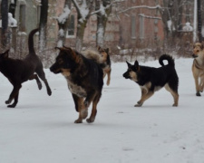 Жители Кальмиусского района не могли получить пенсии и почту из-за бродячих собак