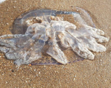 На мариупольский пляж в октябре приплыли умирать десятки медуз