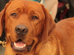 В Мариуполе пройдет осенняя выставка собак с показом модной одежды
