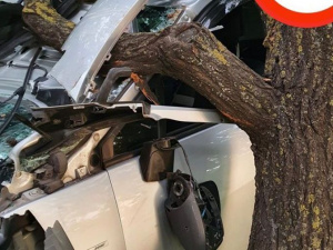 Пьяный мариуполец на Renault чудом остался жив после «встречи» с деревом