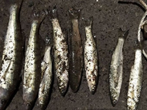 Браконьер рыбачил с запрещенной сетью на реке в Мариуполе