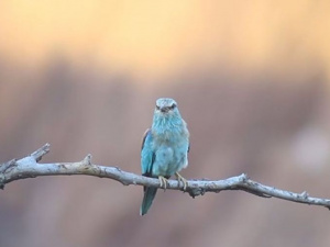 В Кривом Роге фотограф снял редчайшую птицу (ВИДЕО)