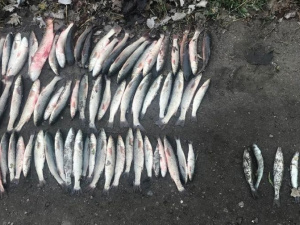 В Мариупольском районе за несколько дней рыбные браконьеры нанесли ущерб на 384 тысячи гривен