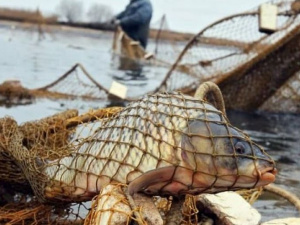 В Азовском море браконьеры выловили рыбы почти на миллион гривен