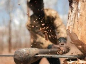 На Донетчине «черные лесорубы» нарубили почти на 1,4 миллиона гривен: организовал вырубку глава сельхоза