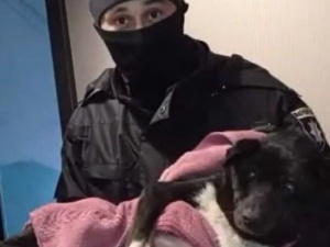 В Мариуполе неизвестный сбил собаку: животное спасла полиция