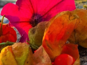Перья, цветы и физалис: мариупольчанка удивляет снимками с побережья Азовского моря