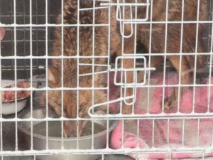 Стала известна причина смерти шакала в мариупольском центре для животных