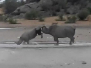 Драка редких носорогов попала на видео