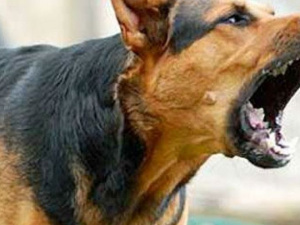 В Мариуполе мужчина натравил собаку на полицейских