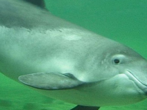 В Азовском море дельфин едва не погиб в сетях браконьеров