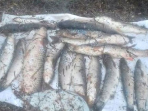 В Мариуполе браконьер поймал краснокнижную рыбу и нанес убытки почти на 28 тысяч гривен