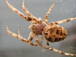Из-за укуса паука в реанимацию доставили 16-летнюю мариупольчанку