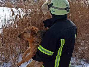 На Донетчине спасли пса, провалившегося под лед