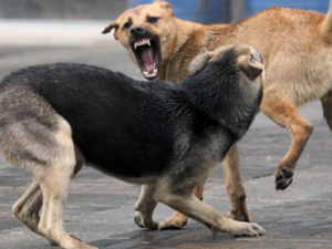 Мариупольскому бомжу собаки искусали лицо