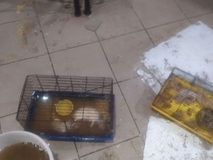 В Мариуполе затопило зоомагазин, погибли животные (18+)