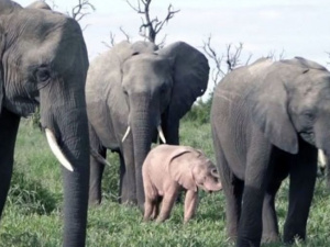 Розовый слоненок попал на видео в ЮАР