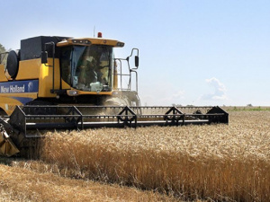 Донецкая область вошла в пятерку лидеров по урожайности ранних зерновых