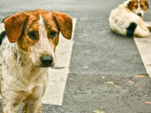 В Мариуполе проводят пересчет бездомных животных