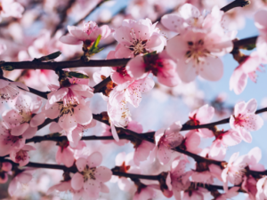 В Мариуполе декоративные яблони заменят сакурами. Где зацветут десятки японских вишен?