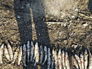 В Мариуполе с крупным уловом поймали браконьера