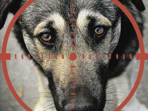 В Мариуполе появились охотники на собак? Несколько животных беспощадно застрелены (18+)