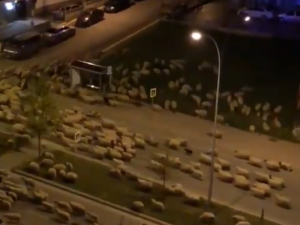 Во время карантина улицы Турции «захватили» овцы (ФОТО+ВИДЕО)