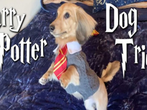 Пса научили заклинаниям из «Гарри Поттера» (ВИДЕО)
