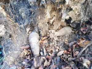 В лесополосе на Донетчине нашли две минометные мины