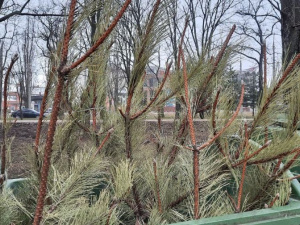 Новогодние елки украшали квартиры мариупольцев до конца зимы
