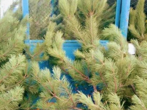 Перевыполнили план по соснам: под Мариуполем – небывалый ажиотаж на новогодние деревья