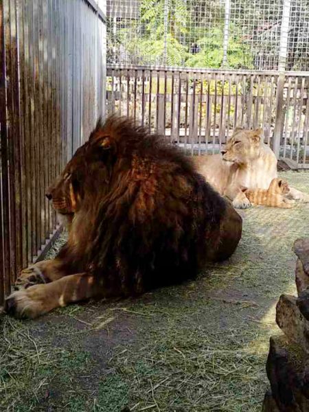 В мариупольском зоопарке родились озорные львицы и гамадрил