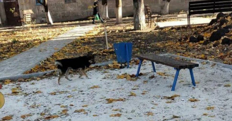 Укусила прохожего: мариупольцы жалуются на агрессию чипированной бродячей собаки