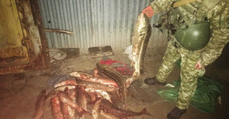 Под Мариуполем браконьер «нарыбачил» на сумму, свыше 100 тысяч гривен (ФОТО)