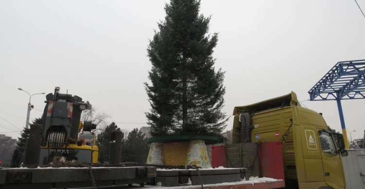 В Мариуполь на площадь Свободы прибыла 17-метровая елка из Мукачево (ФОТО)