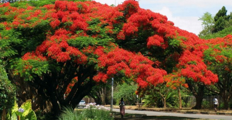 Тюльпановое дерево, черемуха Маака, сакура и более 200 тыс. цветов украсят Мариуполь