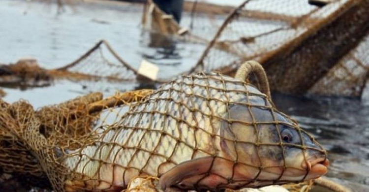 Под Мариуполем в  море выпустили незаконно пойманную рыбу (ВИДЕО)